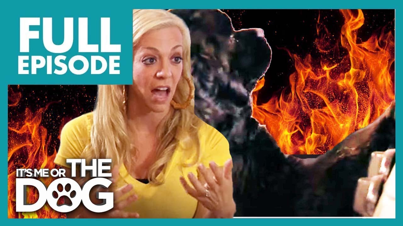 Wild Dogs turn on Gas and Burn House Down? | Full Episode USA