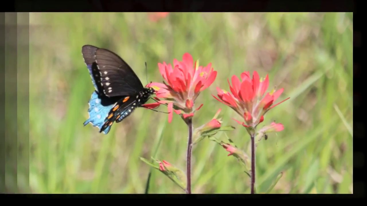 HickCoMo Wildflowers 2017 V1