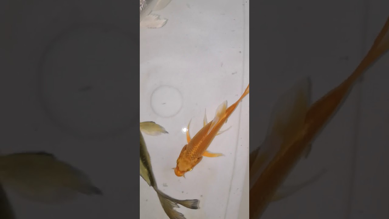 Carpa Koi pinne a velo