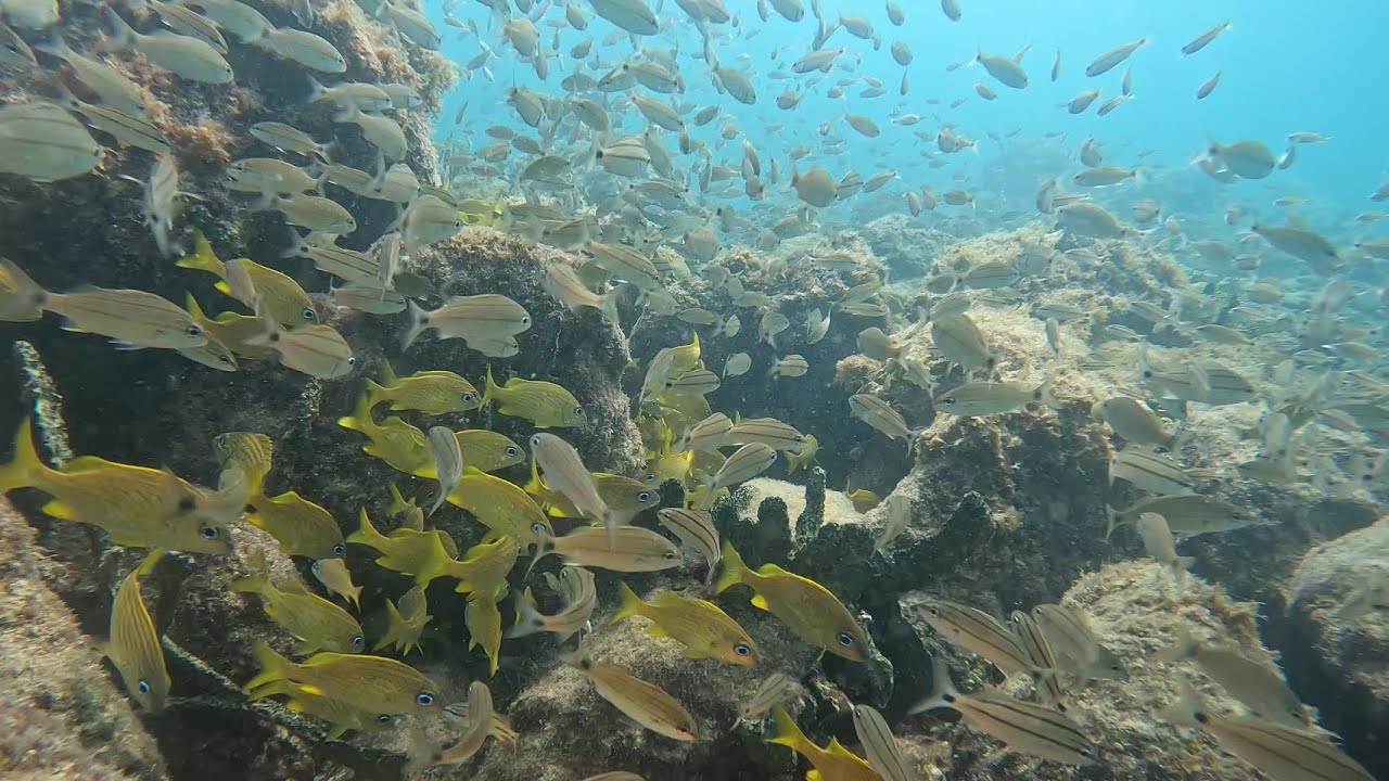 Immersed in a Sea of Fish: A Diver’s Dream Come True ReefRangerSCUBA