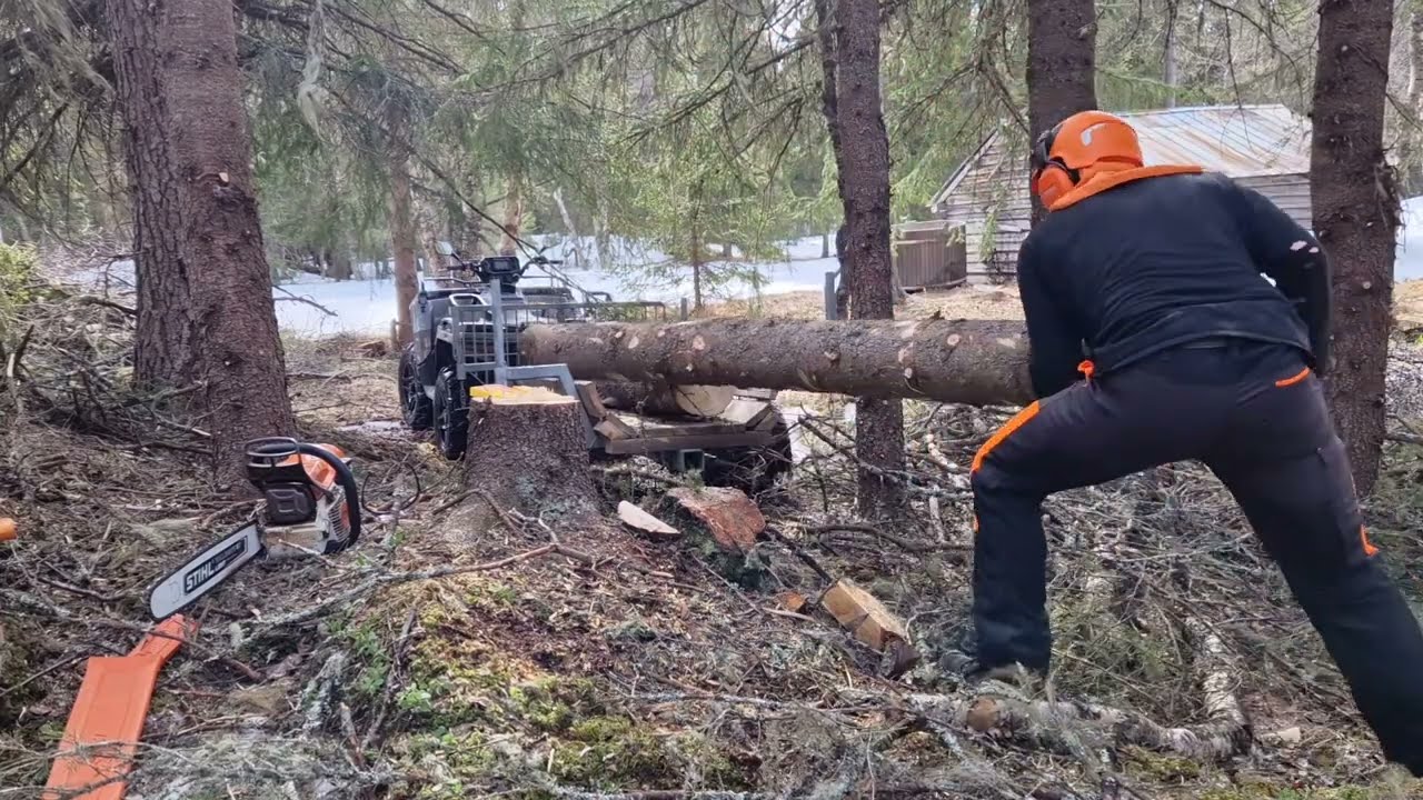 From Tree To Lumber with Stihl MS 500i