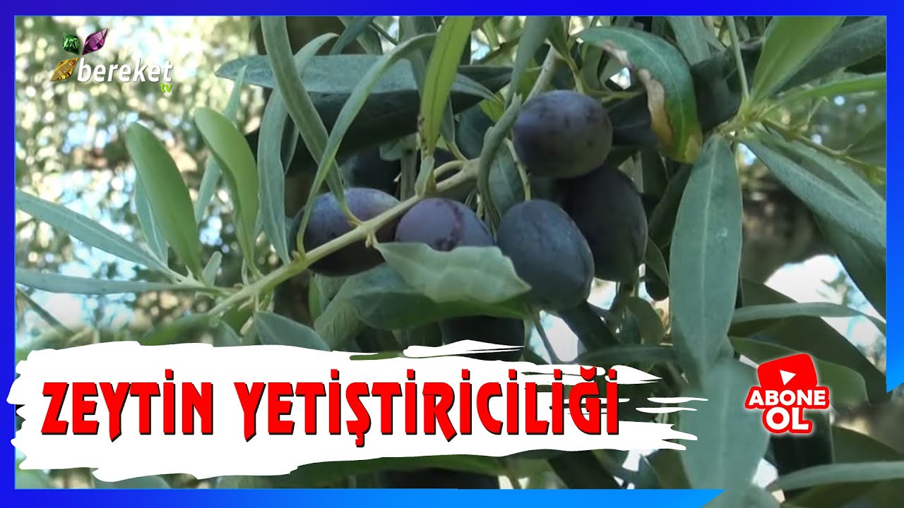 Tarımsal Eğitim - Zeytin Yetiştiriciliği