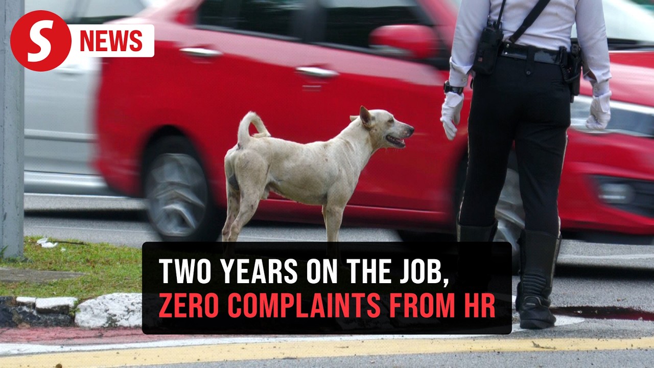 Jon the traffic dog: KL's most dedicated four-legged officer