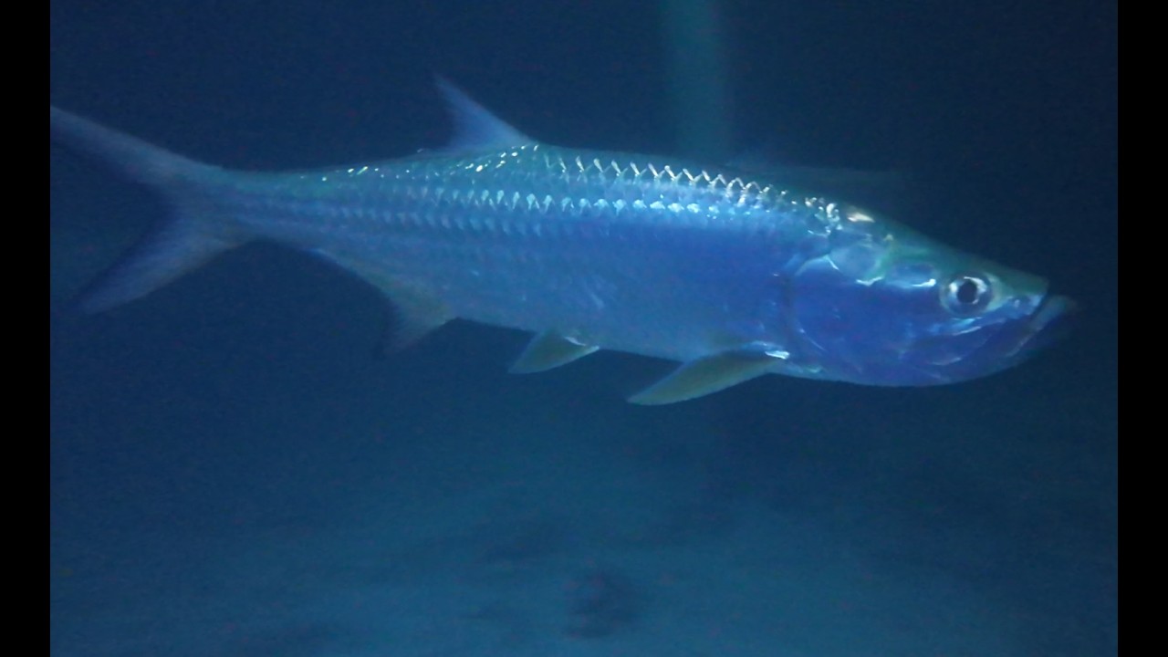 Tarpon's night hunting