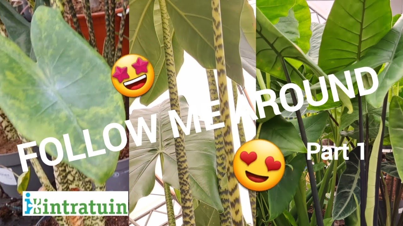 Follow Me Around 🎥 | Niederlande 🇳🇱 | Intratuin Winschoten 🌱 | Teil 1