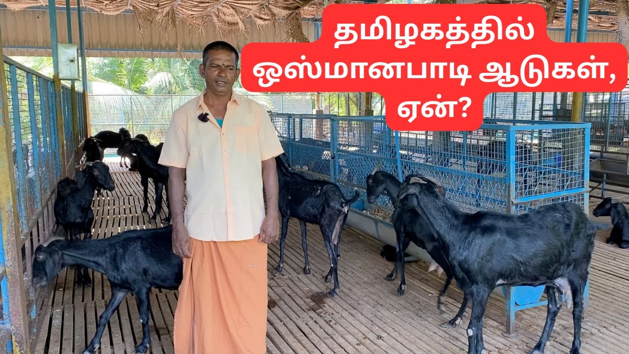 Why Osmanabadi goats in Tamilnadu 