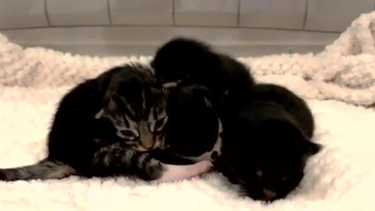Rescue Pregnant Cat Born 4 Super Cute Baby Kittens | Baby Cat Transformation