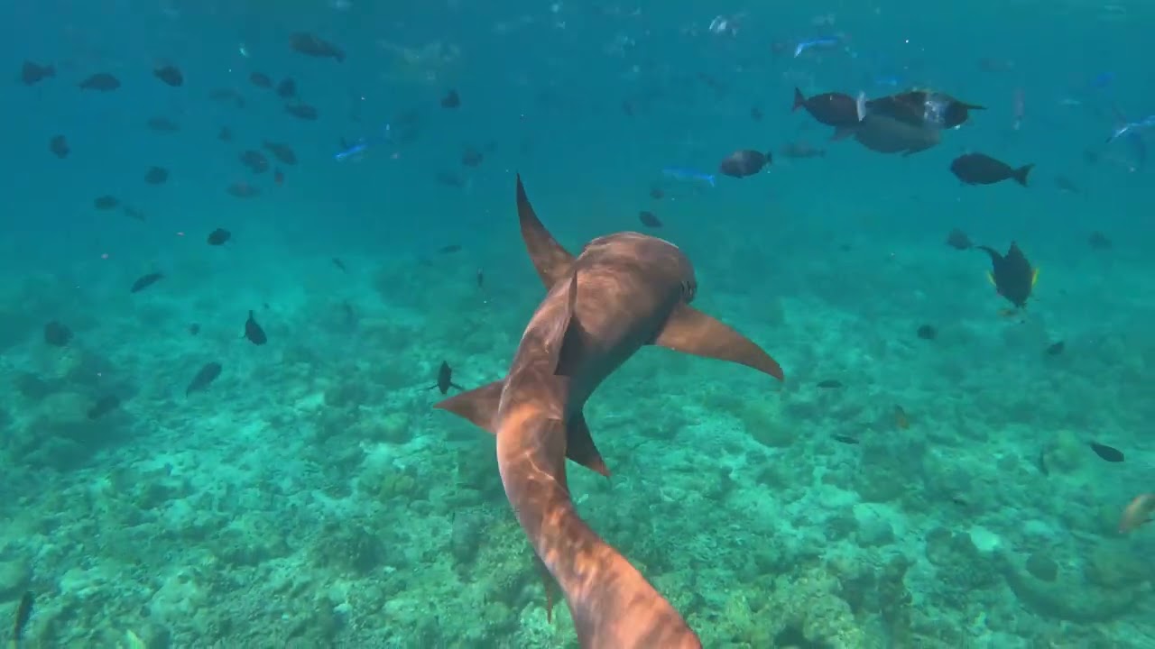 Swimming with sharks at Nika island in 2025