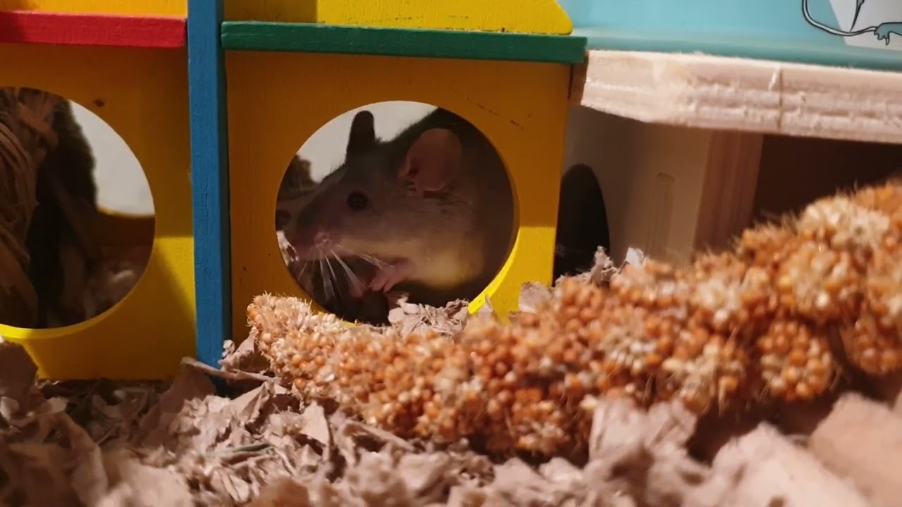 Rosie the mouse nibbeling on some millet.