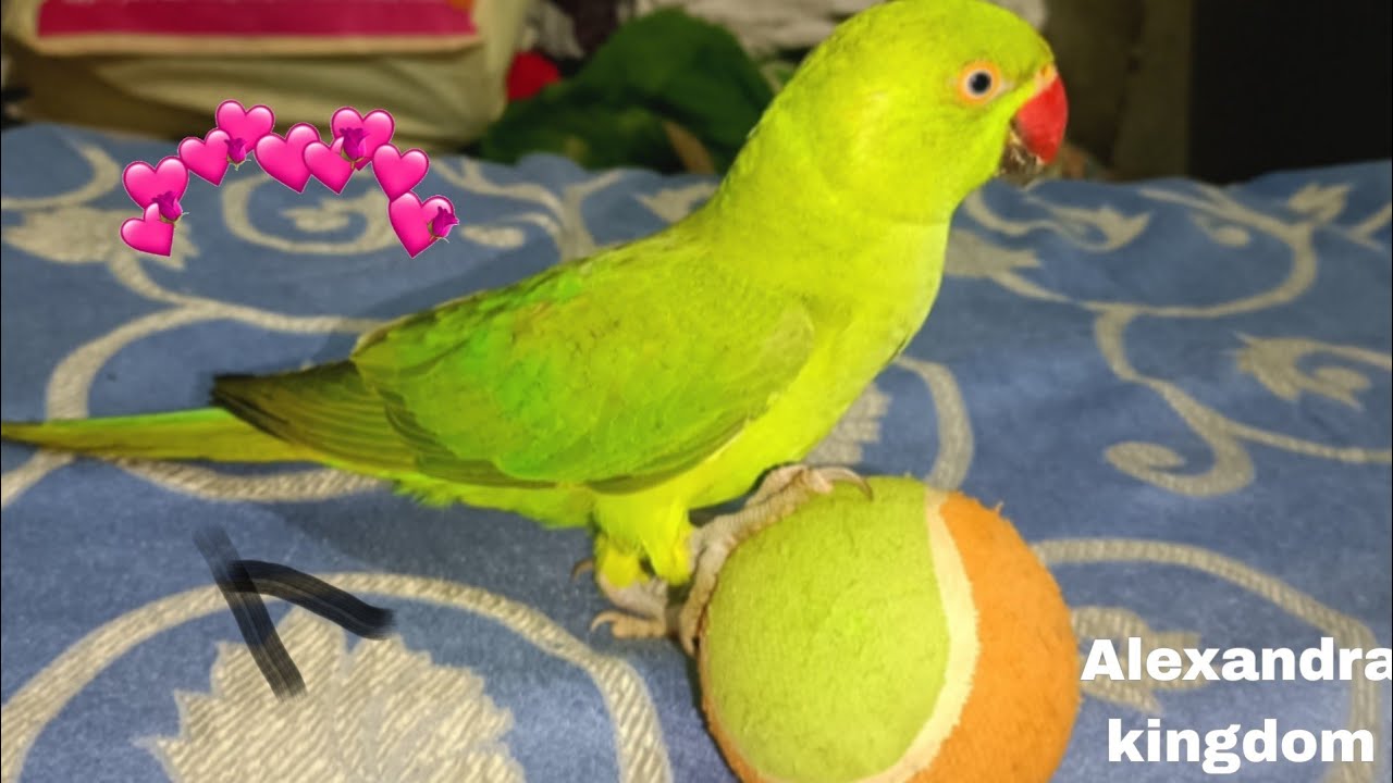 Talking parrot funny funny moment parrot says papa Mitthu