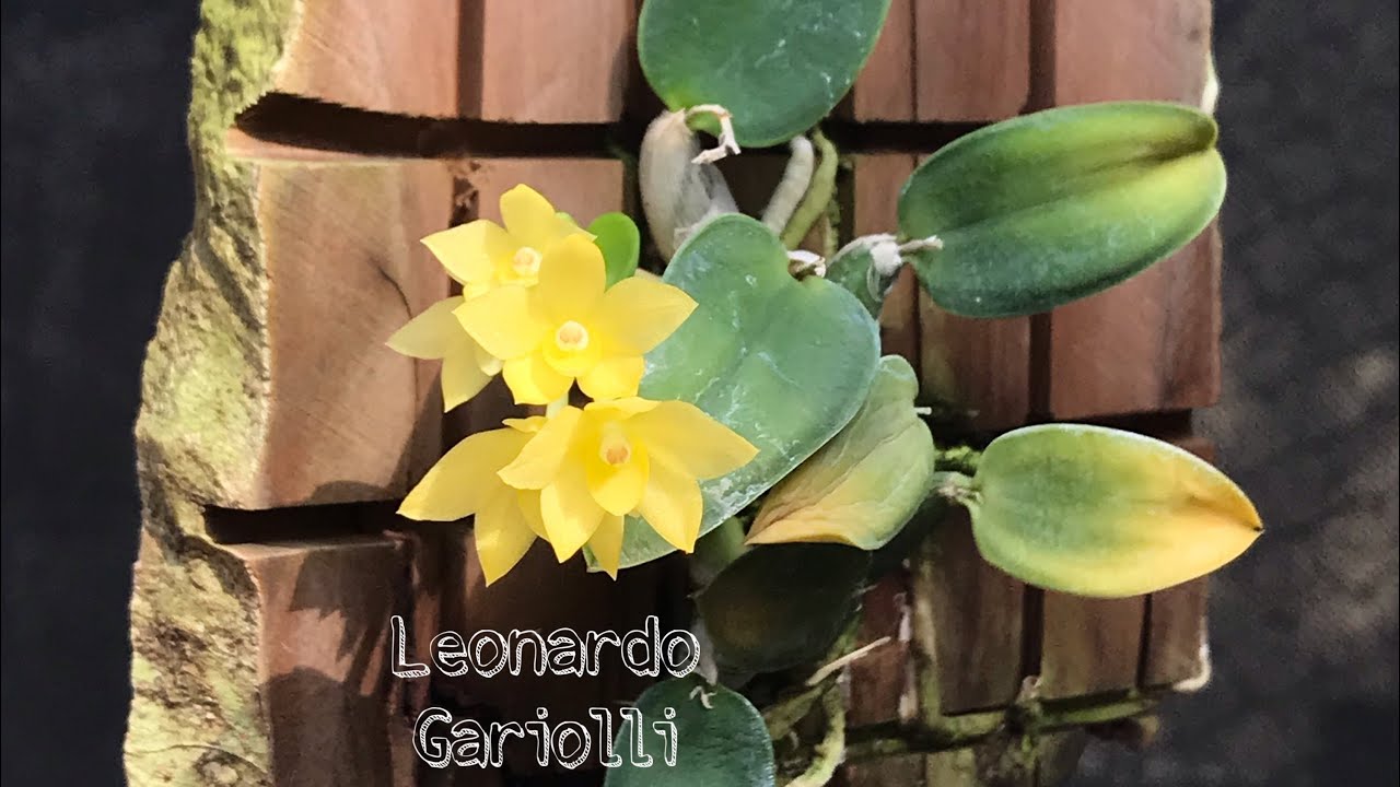 SOPHRONITIS CERNUA AMARELA (Flava)! FLORA&Ccedil;&Atilde;O E CULTIVO...