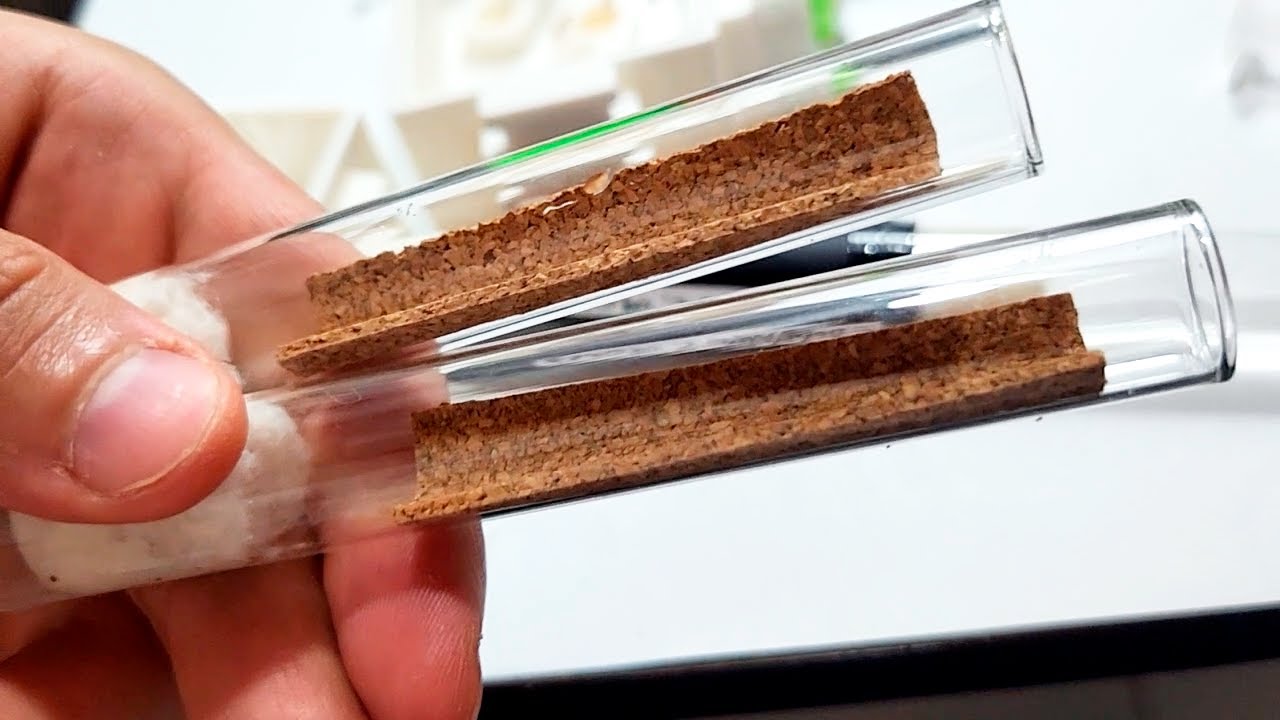 Como preparar tubos con corcho para hormigas 🔴 (Actualización de mis hormigas)
