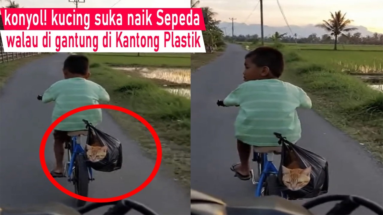 Pasti Ngakak sampai Mules! Bandel ga mau pulang kucing di Jewer nenek di paksa balik/kompilasi lucu