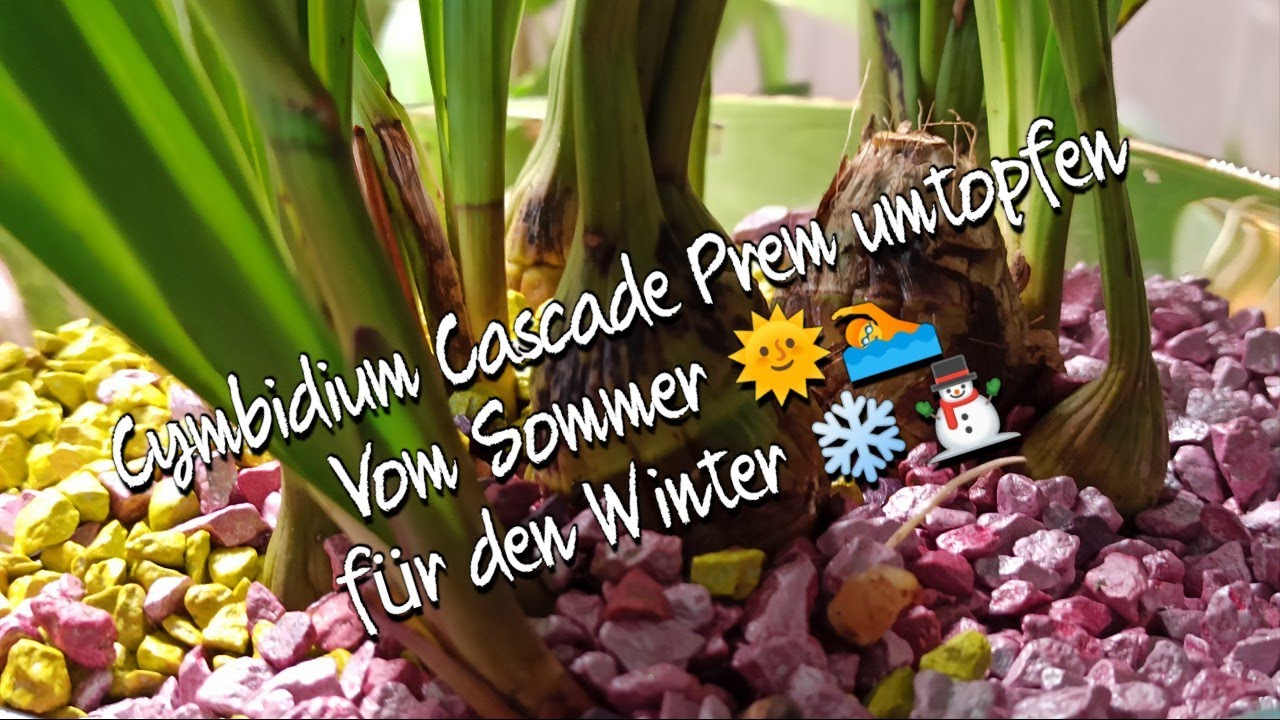 Cymbidium umtopfen - So machst du es richtig!