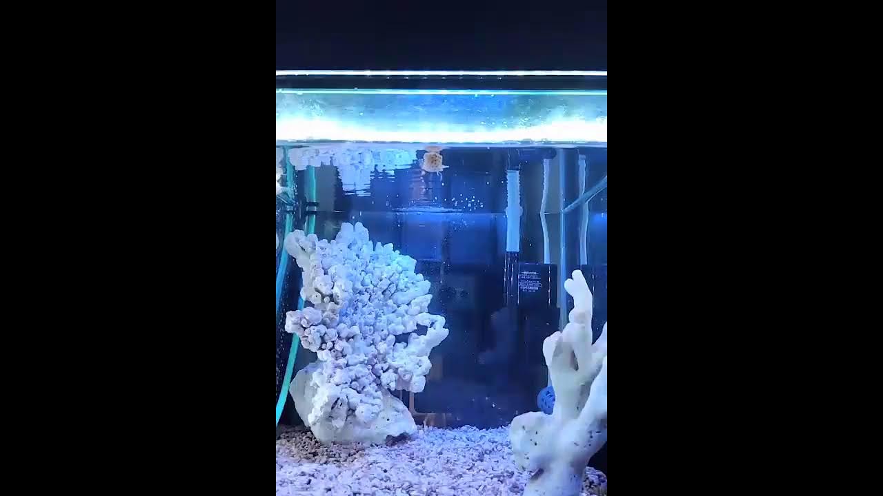 ミナミハコフグと癒しの音楽＃アクアリウム＃aquarium＃熱帯魚#ハコフグ ＃癒し＃睡眠