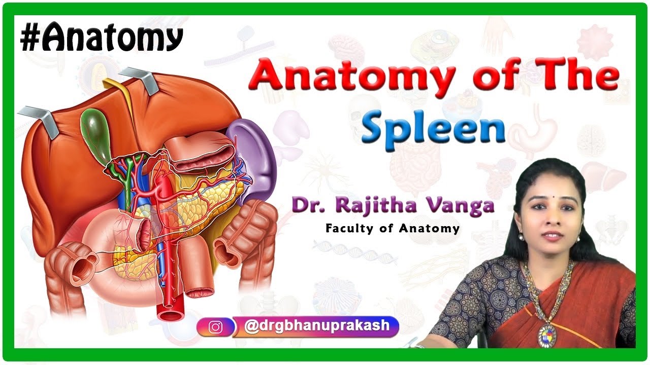 Anatomy of the spleen - Structure and function, Neurovascular supply