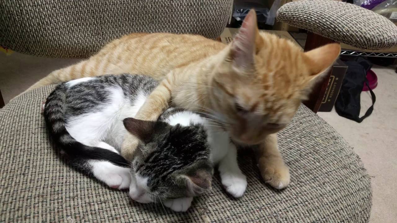 Custard's First Day as Faculty
