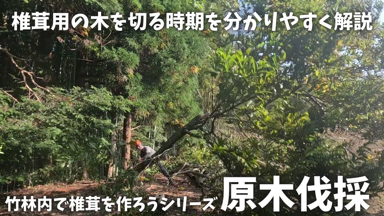 椎茸用に栗の木を伐採しました