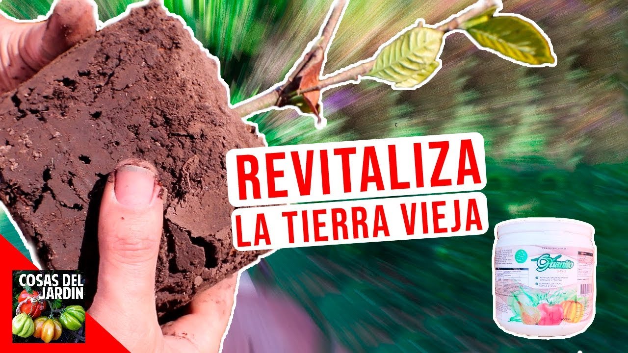 Cómo revitalizar la tierra agotada de las macetas viejas de forma orgánica | GUANITO + BIO 4