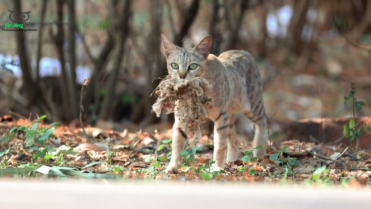 Ferocious Cat stealing a Indian Palm Squirrel nest - 4K