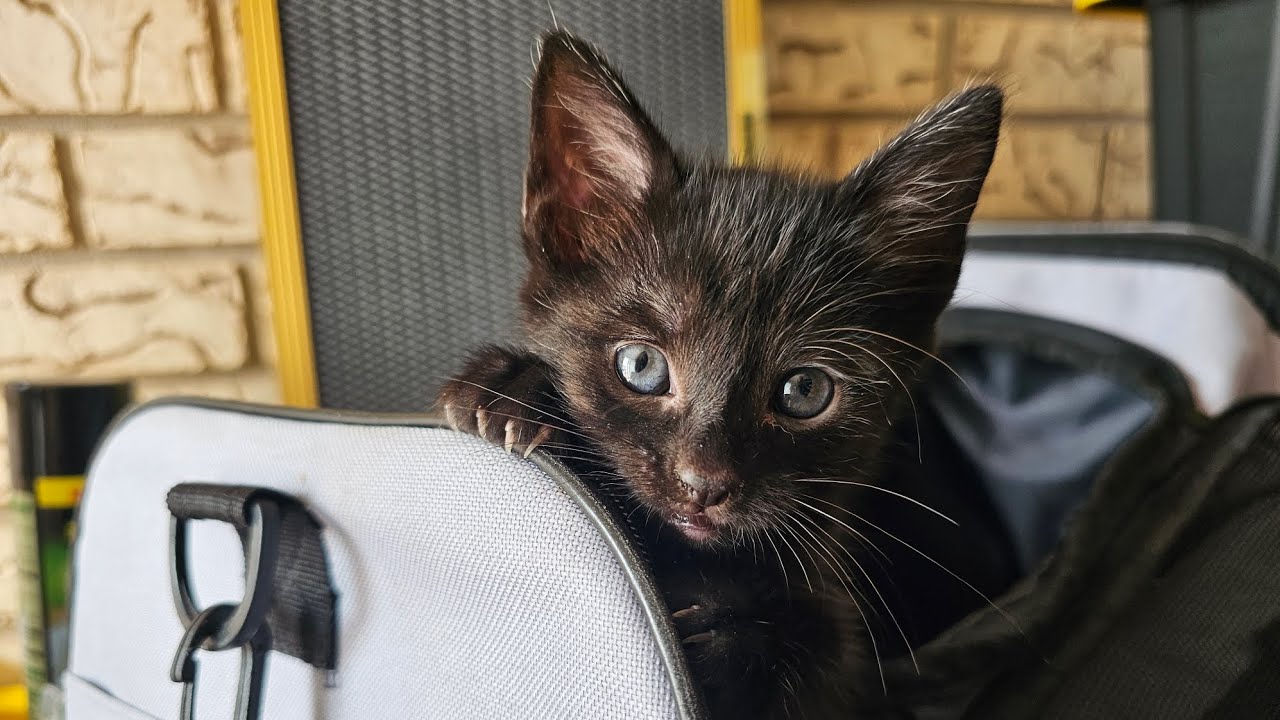 Clyde - Dreaming of Furever Animal Rescue 