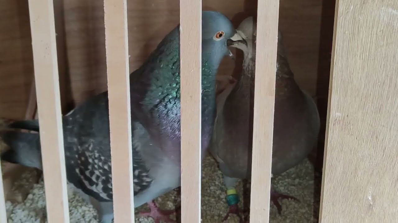 Baltsende en zoenende duifjes in het liefdesnestje ; Eindelijk een ei??