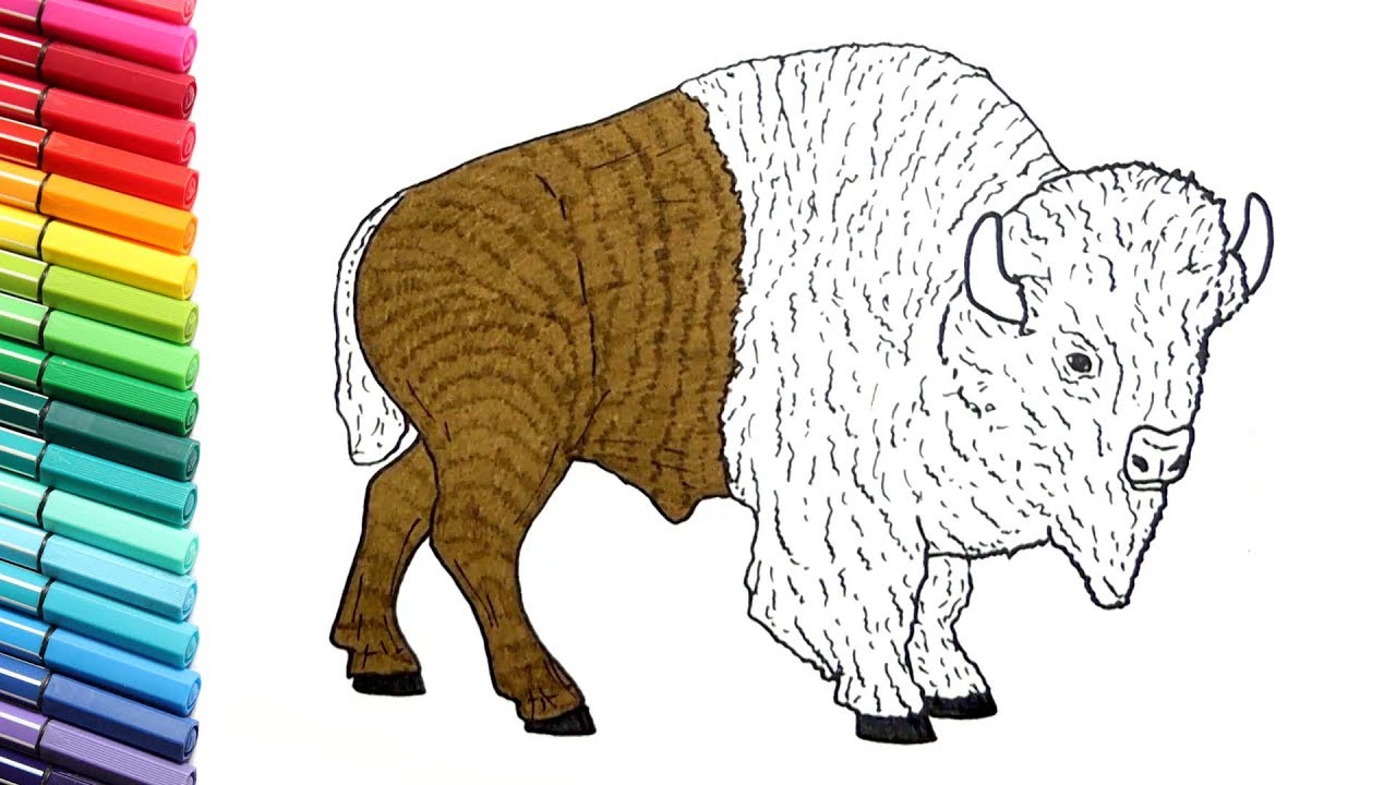Drawing and Coloring a Bison - How to Draw Wild Animals Color Pages for Childrens