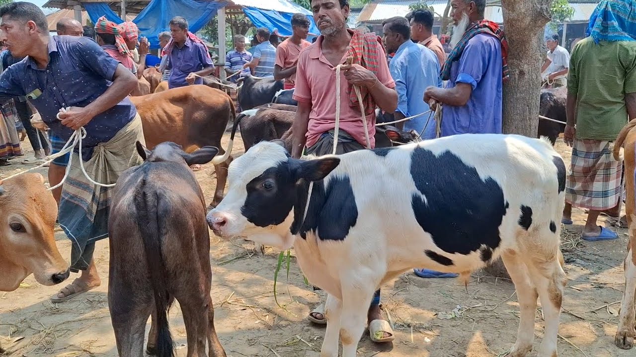 @আজ ৮ মে 2025' খামার উপযোগী ফ্রিজিয়ান ও ক্রসজাতের ষাঁড় বাছুরের দাম । রানীগঞ্জ হাট । থেকে দিনাজপুর