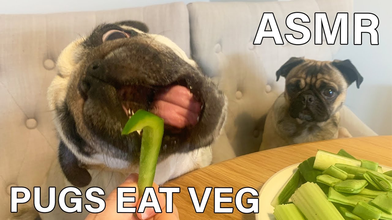 Pug ASMR | Dogs eat vegetables
