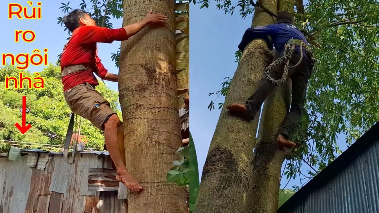 Cưa ba cây siêu khủng siêu cao gần nhà / Sawing three super tall trees near the house | T652
