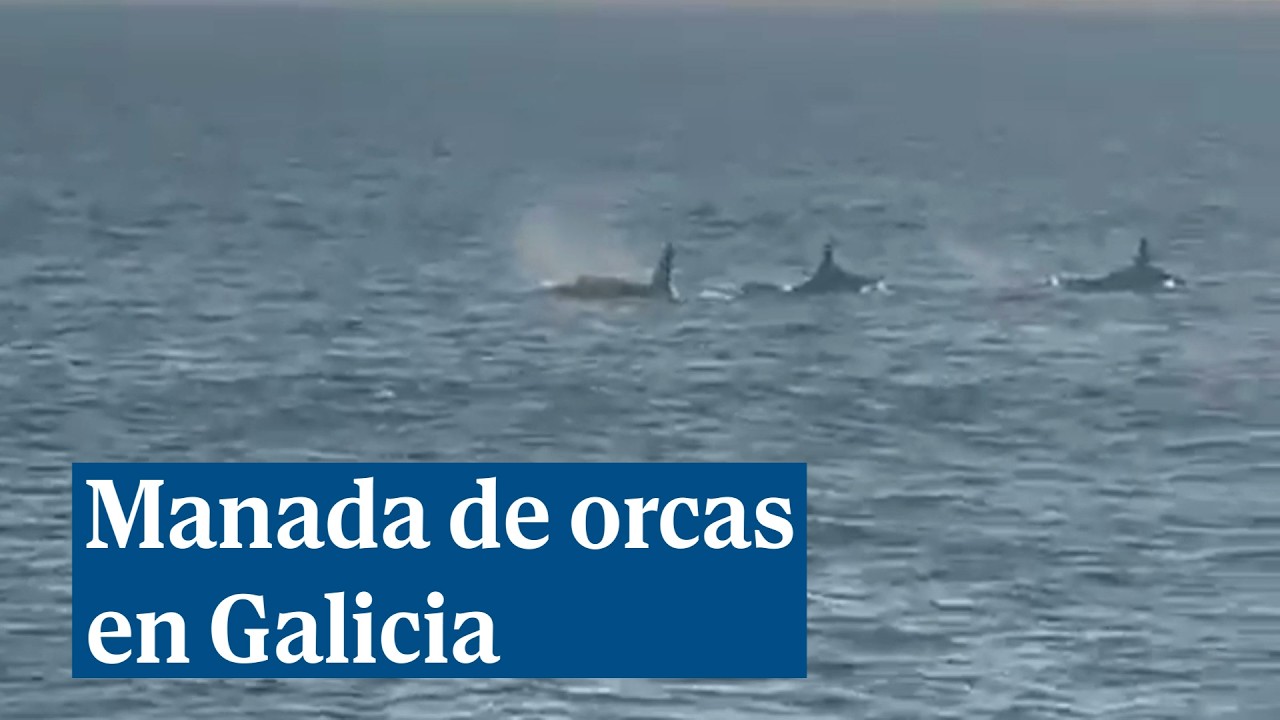 Graban a una manada de orcas en las islas de Ons