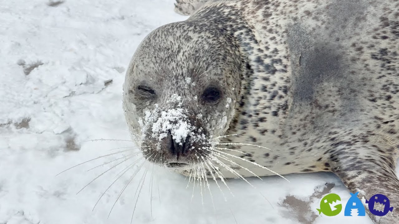 雪とアザラシ