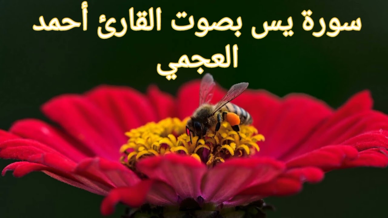 سورة يس بصوت الشيخ أحمد العجمي