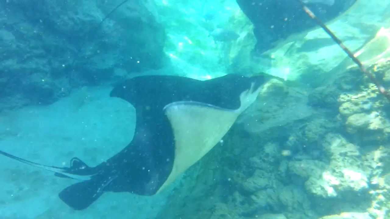 Discovery Cove Grand Reef Samsung Galaxy SIII Underwater
