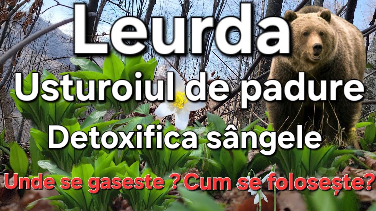 Leurda - Usturoiul Salbatic/ Unde se găsește?Identificare/ Retete de leurda .
