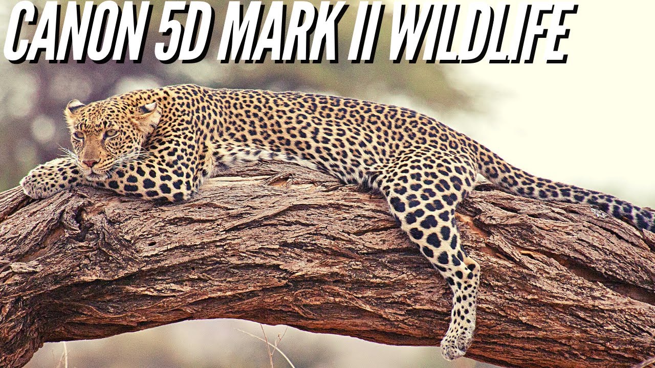 Canon 5D Mark II  📸 Wildlife Photography - Image Quality