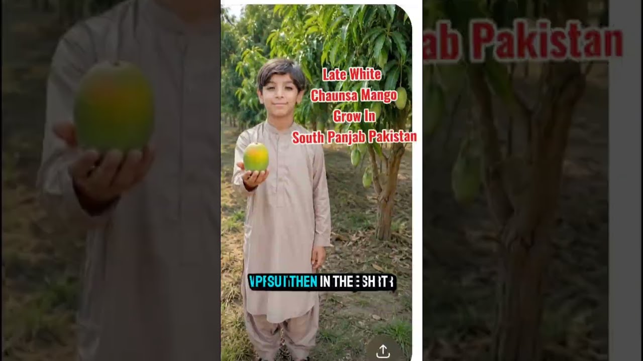 Late White Chaunsa Mango Grow In South Punjab Pakistan 