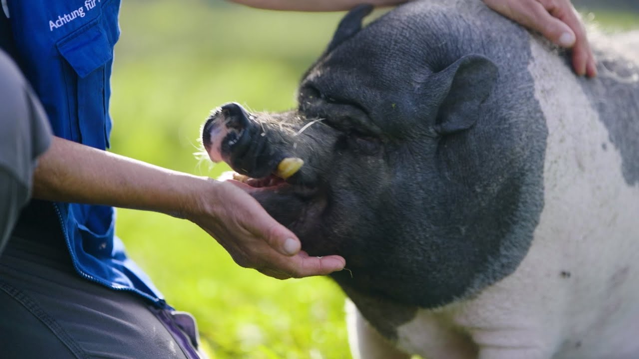 Tierschutzpreis NRW 20203 - Achtung fuer Tiere e.V. 🐖🐁🦊