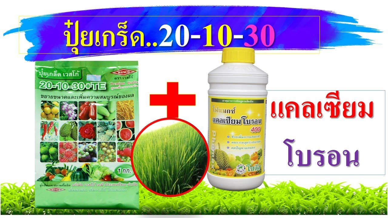 วันนี้...มาฉีดพ่นปุ๋ยทางใบให้กับข้าวกันครับ 20-10-30 ผสม แคลเซียมโบรอน