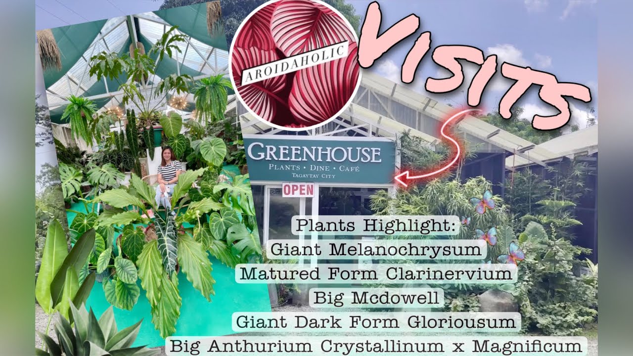 Aroidaholic visits Greenhouse Cafe Tagaytay