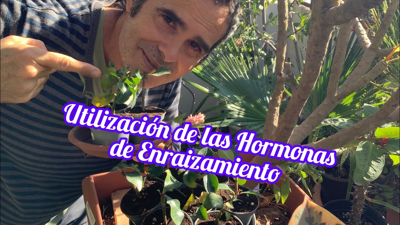 Utilización de las Hormonas de Enraizamiento CAP 236
