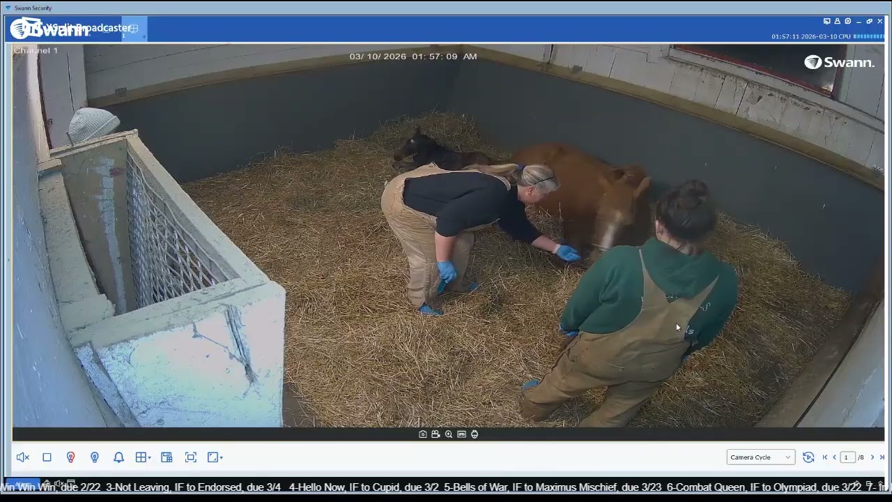 26 Dunvegan Doll filly by Mo Town, born 3/10/26 @ 1:48 am