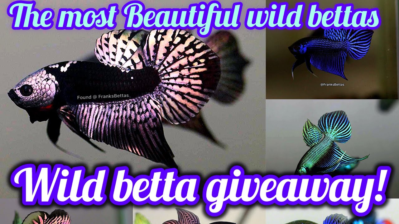 Most beautiful bettas compilation Wild bettas edition - FranksBettas - Win a wild betta!