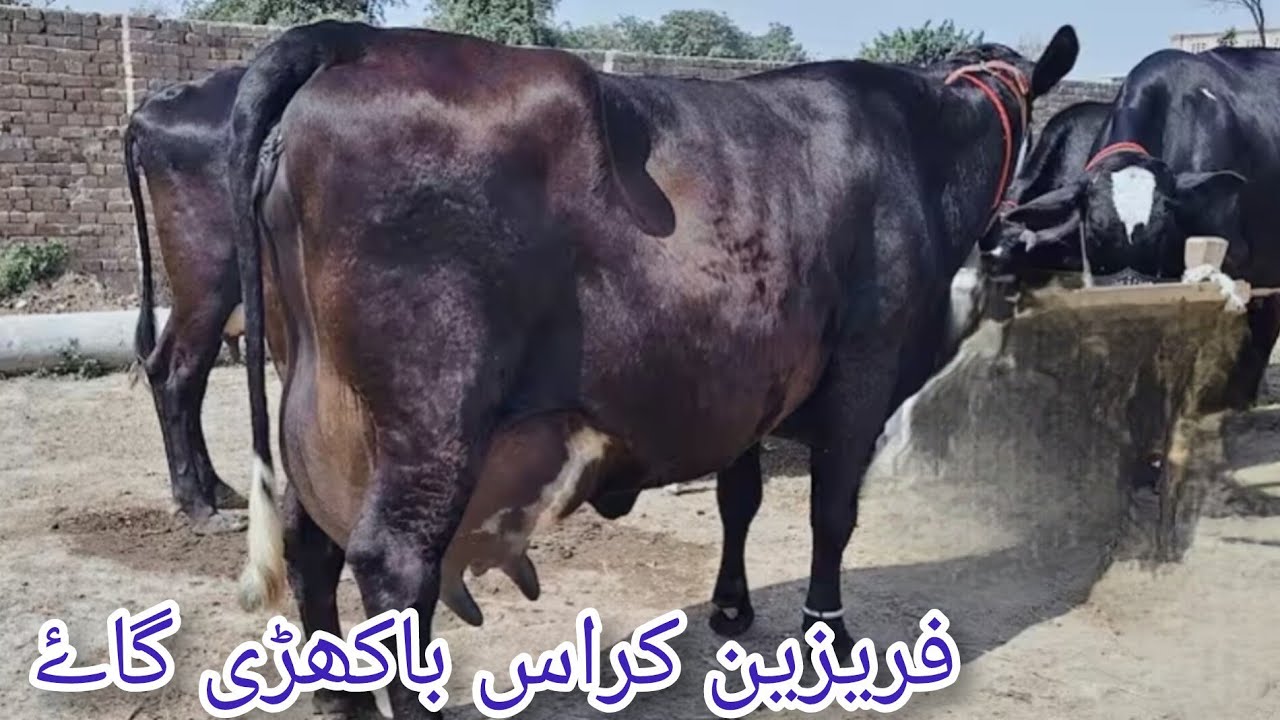فریزین چولستانی باکھڑی گاۓ 2ماہ کی گھبن ان پاکستان اینڈ یوٹیوب 27/2/2026#03055692351 