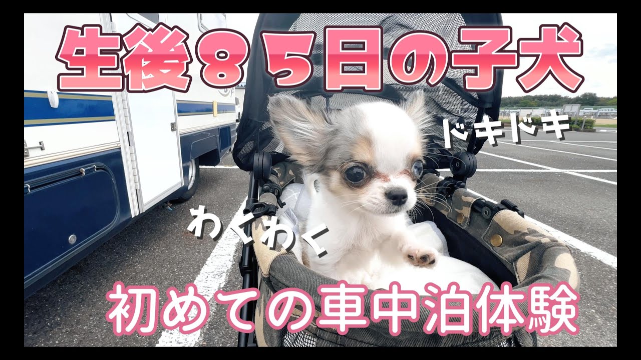生後85日の子犬が初めてのキャンピングカー体験！！初めて公園散歩に行ってきたよ