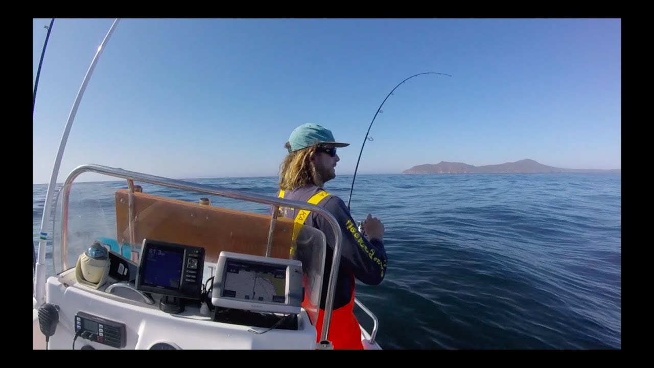 Best Yellowtail Kingfish Fishing | Cape Point - South Africa