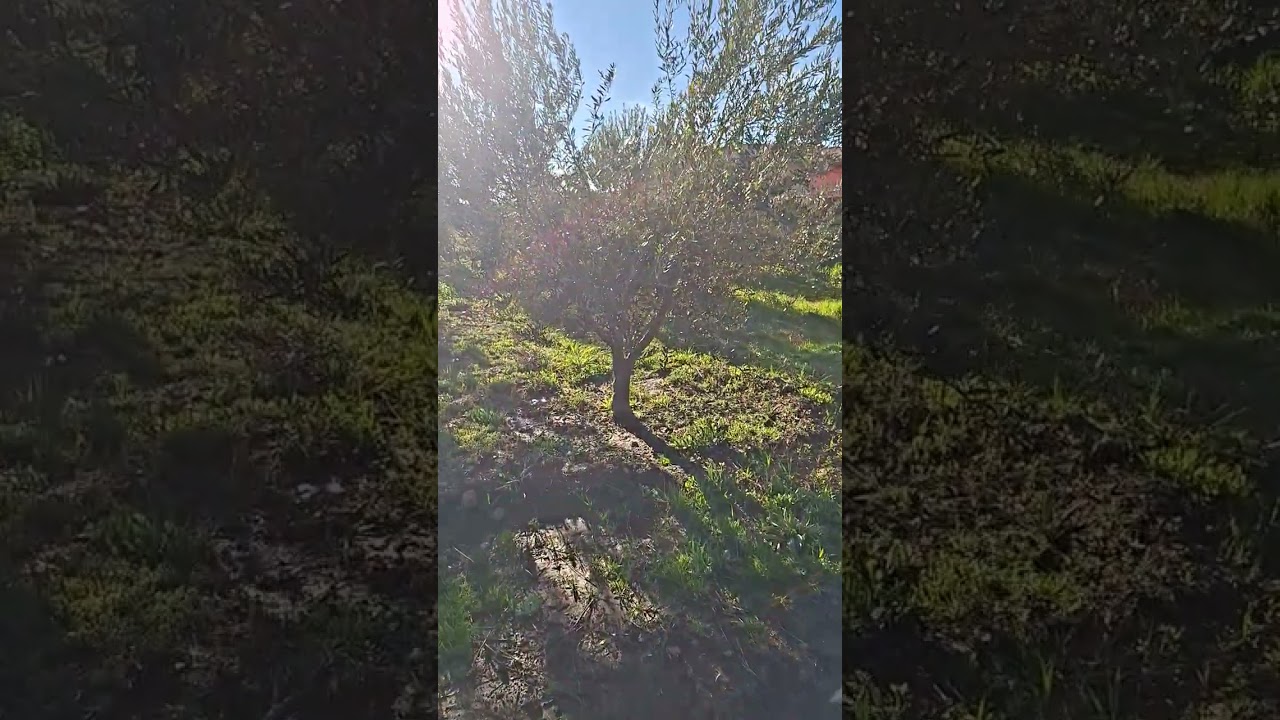 جولة في المزرعة بعد التقليم