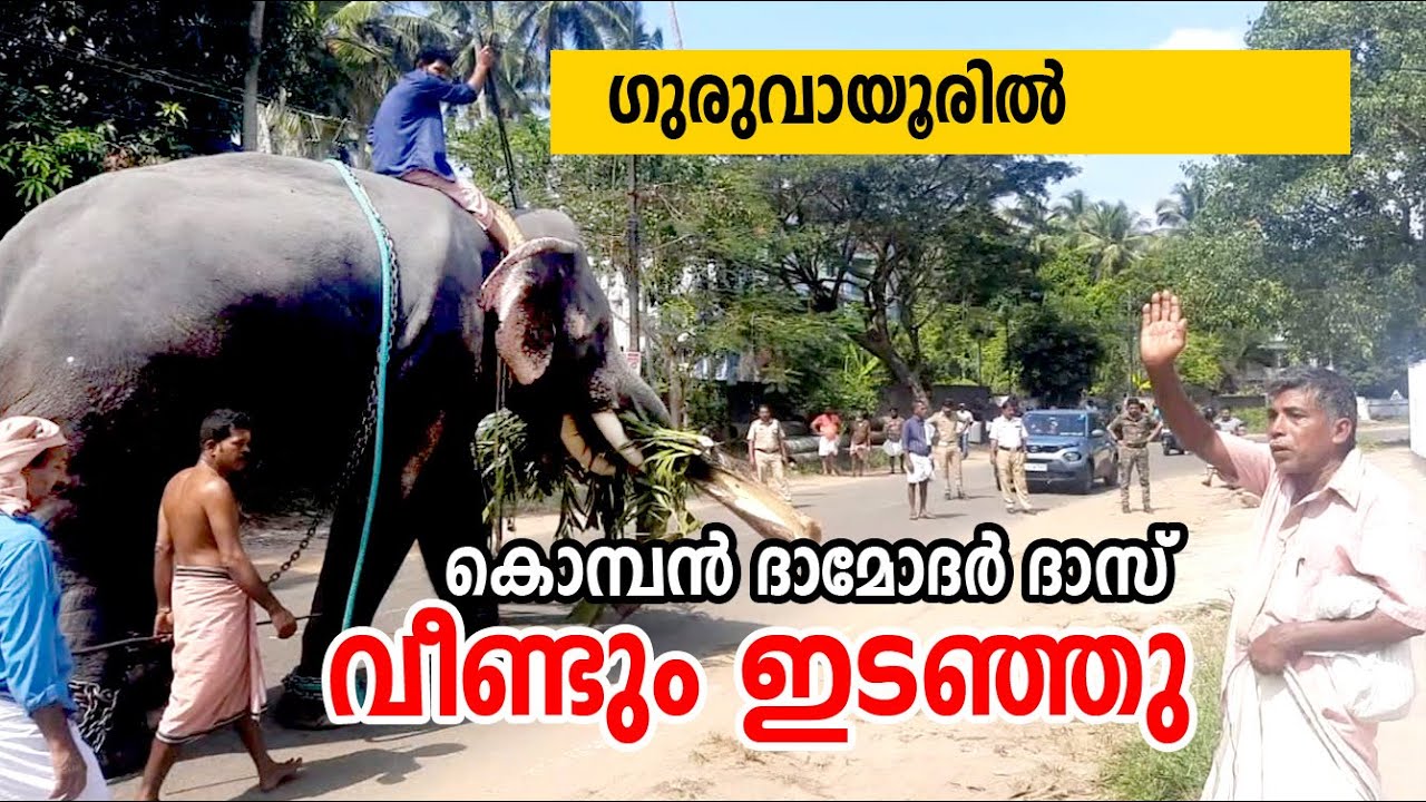 കൊമ്പന്‍ ദാമോദര്‍ദാസ് ഗുരുവായൂരില്‍ വീണ്ടും ഇടഞ്ഞു / #guruvayoor_elephant_attack #comewithme6989