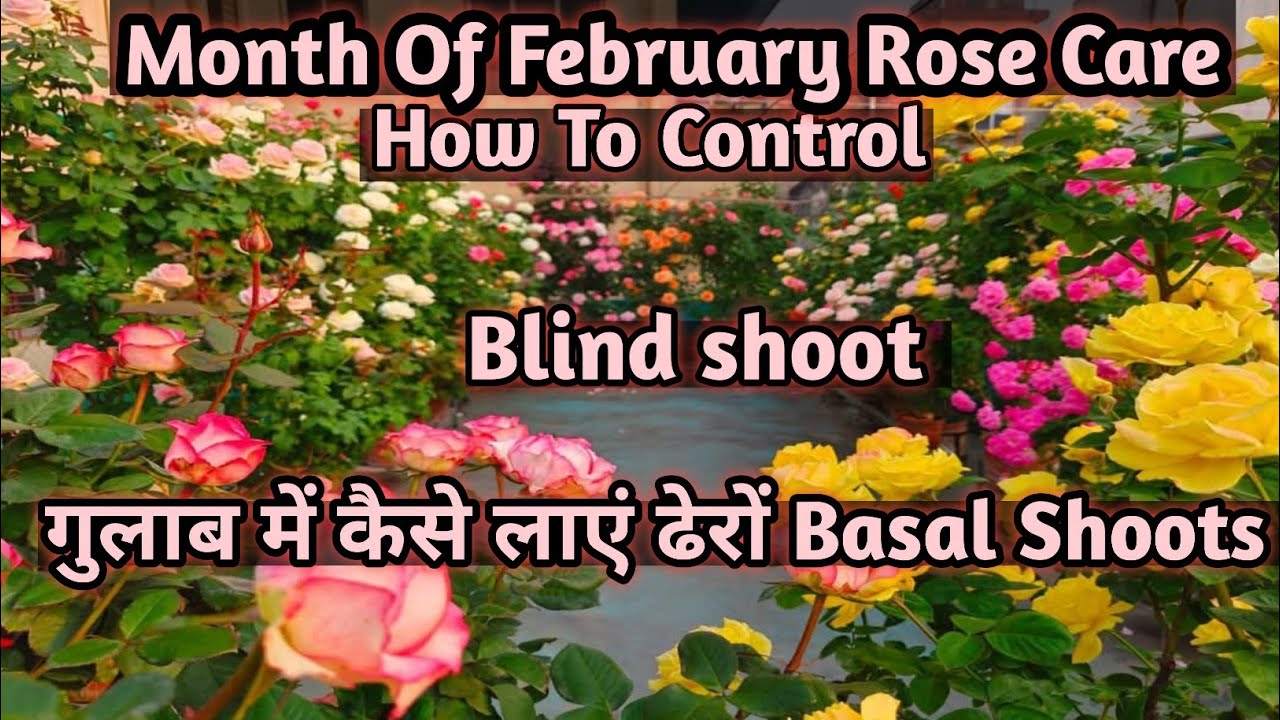 गुलाब में कैसे लाएं ढेरों Basal Shoots/ buds,कैसे Control करें Blind Shoots, Secret Fertilizer tips.