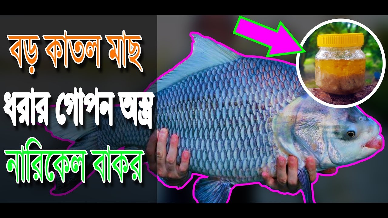 বড় কাতল মাছ ধরার নারিকেল বাকর লেপ পুডিং Amazing Primitive Fishing Technique Catla Narikel Bakor Bait